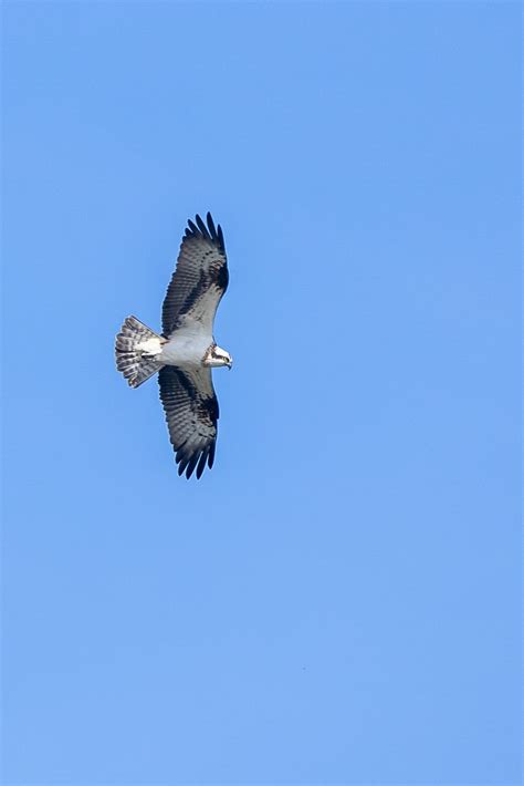 Balbuzard pêcheur Pandion haliaetus guillaume NIONCEL Flickr