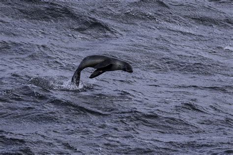 Arctocephalus Gazella Antarctic Fur Seal Otariidae S Flickr