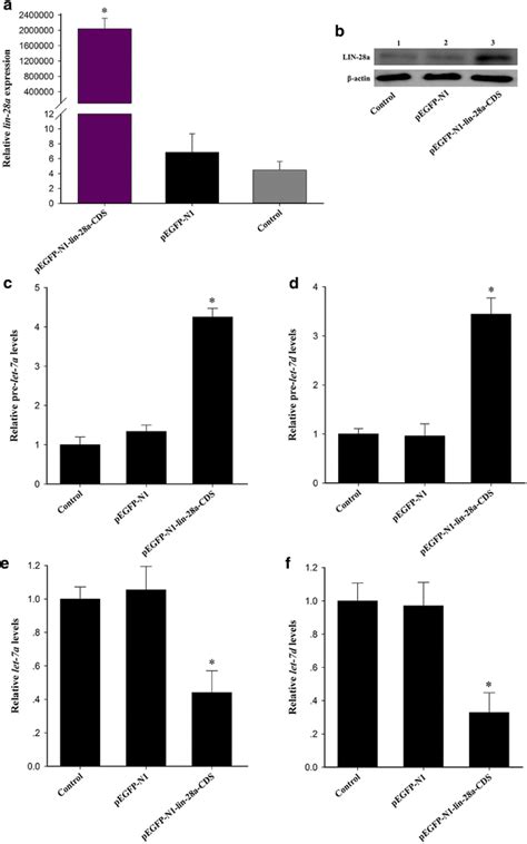 Effect Of Lin A Overexpression On Precursors And Mature Let Mirnas