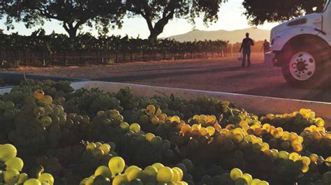 Crisp 2015 Vin Gris From Birichino Wines Good Times