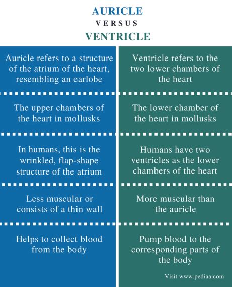 Difference Between Auricle and Ventricle | Definition, Structure, Function, Differences