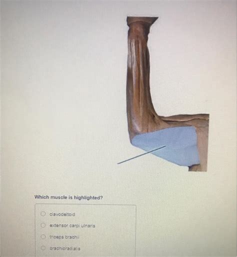 Solved Which Muscle Is Highlighted Oclavodeltoid Extens