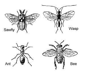 Hymenoptera - Alchetron, The Free Social Encyclopedia