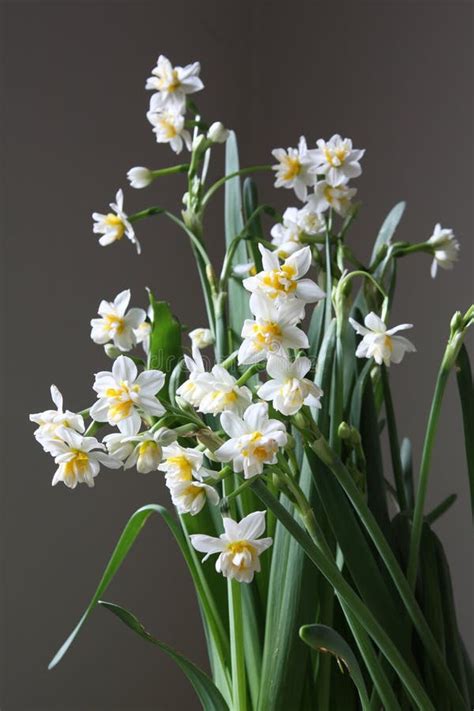 Indoor narcissus stock photo. Image of vibrant, color - 7816564