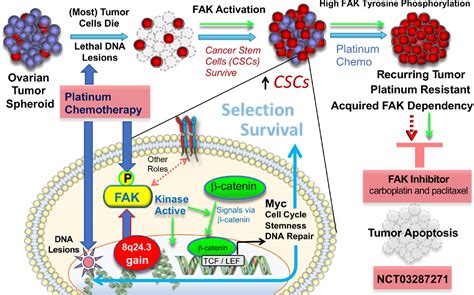 Fak Activity Sustains Intrinsic And Acquired Ovarian Cancer Resistance