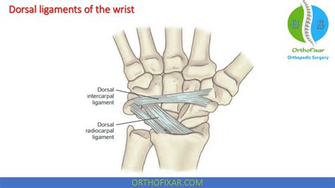 Carpal Bones Dorsal View