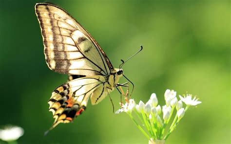 Alas de una mariposa HD Imágenes y fotos