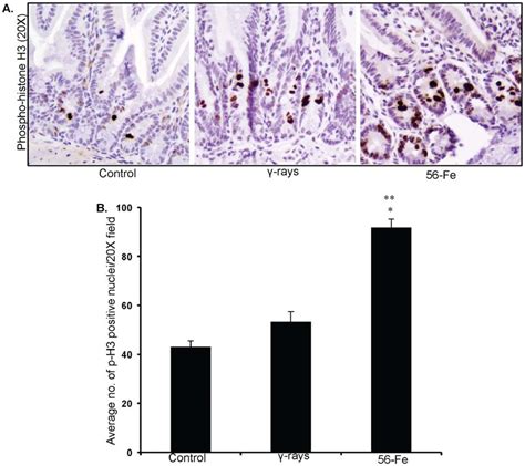 Increased Mitogenic Activity In Intestinal Sections After 56 Fe