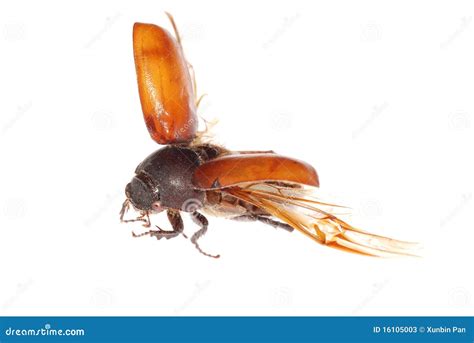 Flying Scarab Beetles Royalty Free Stock Photography Cartoondealer