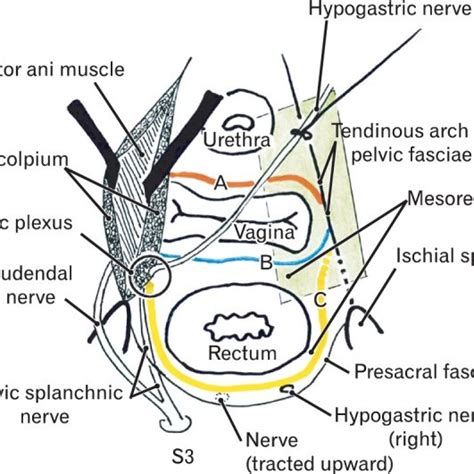 Schematic Representation Of The Pelvic Fasciae Along And Around The