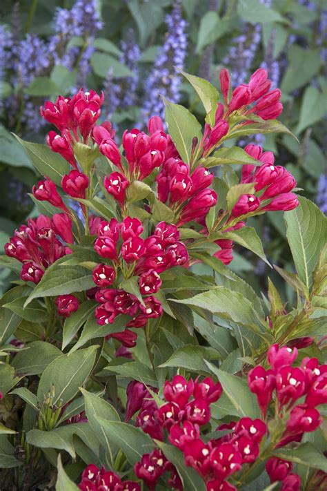 Crimson Kisses™ Weigela - Monrovia - Crimson Kisses™ Weigela Garden ...