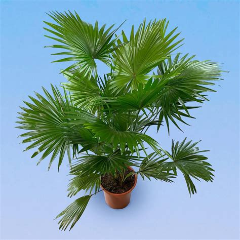 Ливистона Круглолистная 21/75 – купить в Москве с доставкой – Plantis