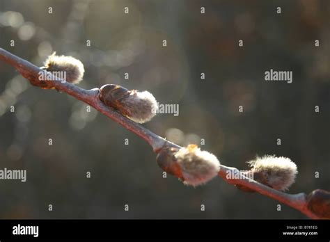 A Close Up Of A Pussy Willow Twig With The White Fuzzy Buds This Plant Is So Well Known For