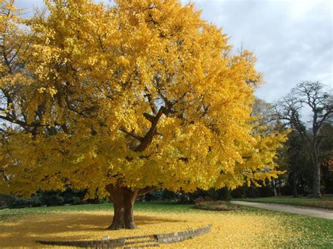 ginkgo biloba | Garden flower beds, Unique trees, Front yard landscaping