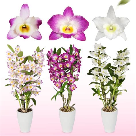 Bambus Dendrobium Nobile Orchideen Kollektion 3 echte große