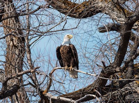 Framed Eagle Photograph By Loree Johnson Fine Art America