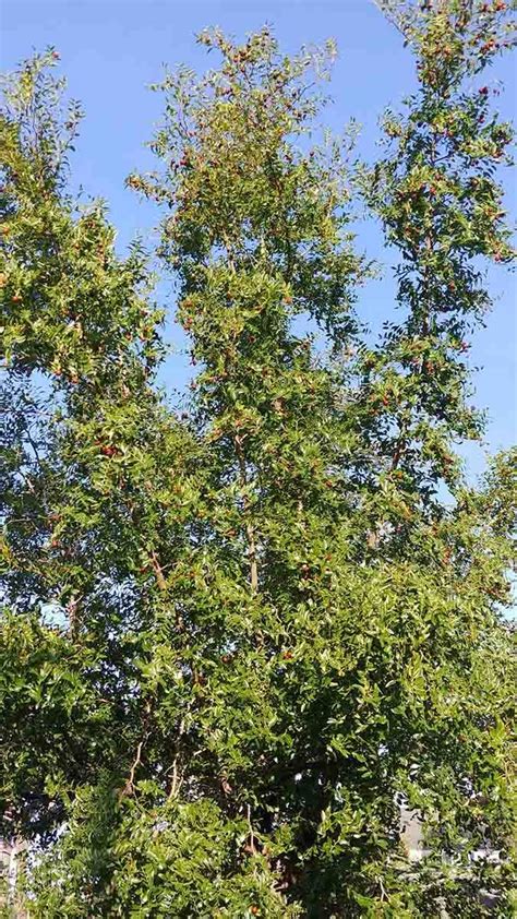 Giuggiole Propriet Benefici Leggende Del Dolce Frutto Ambiente Bio