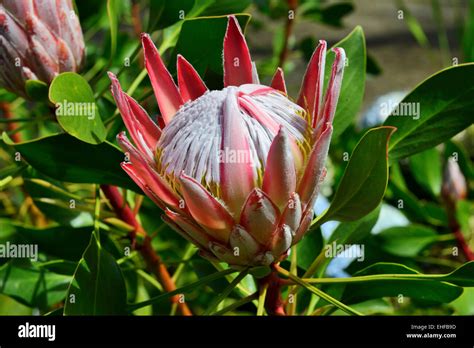 Kula Botanical Garden, Kula, Maui, Hawaii, USA Stock Photo - Alamy