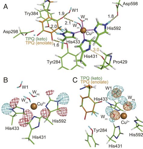 Neutron Crystallography Of Copper Amine Oxidase Reveals Keto Enolate