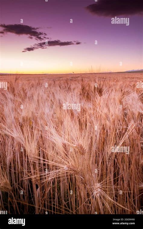 Sunset Over A Wheat Field Stock Photo Alamy