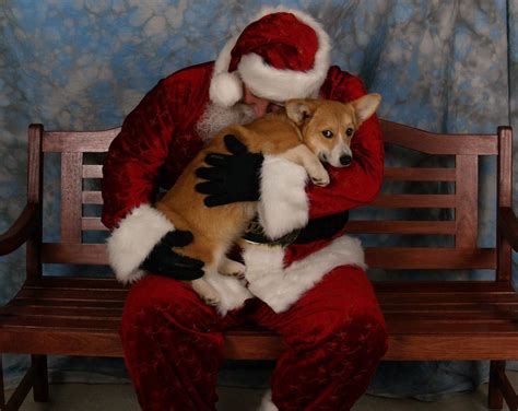 Santa Corgi Corgi Corgi Christmas Dog Meet