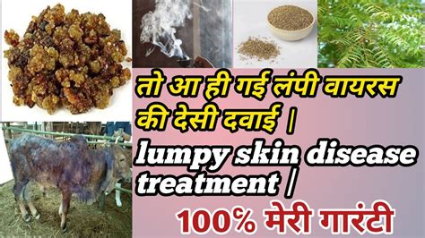 आ गई लंपी वायरस की देसी दवाई लंपी स्किन रोग देसी उपचार Lumpy Skin