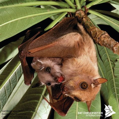 Mother bats speak "baby talk" to their pups. A recent study showed that ...