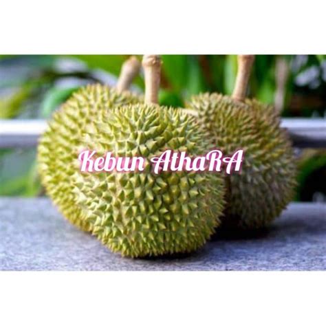 Jual Bibit Buah Durian D24 Shopee Indonesia