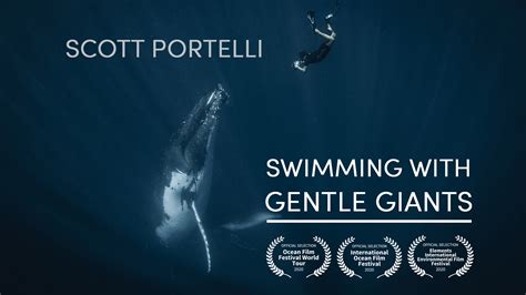 Swimming With Gentle Giants Blog Swimming With Gentle Giants