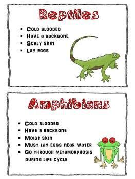 Mammals Reptiles Amphibians Differences - Pets Lovers