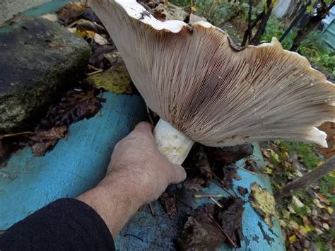 Quel Champignon Dans Les Vosges MamanSanta