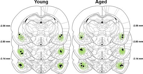 Figures And Data In Optogenetic Dissection Of Basolateral Amygdala