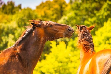 Two Brown Wild Horses On Meadow Field Stock Image Image Of Ranch