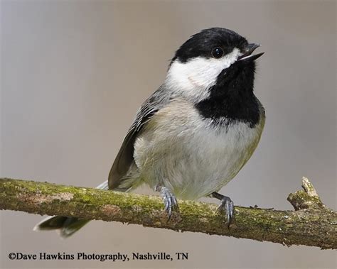 Carolina Chickadee State Of Tennessee Wildlife Resources Agency