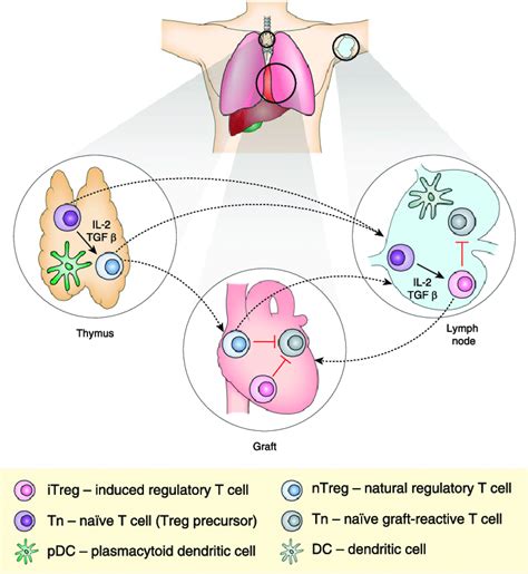 In The Thymus Naive T Cells Tn Exposed To Il And Tgf B Mature Into