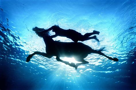 Horse Swimming Horse Photography Underwater Photography Horses