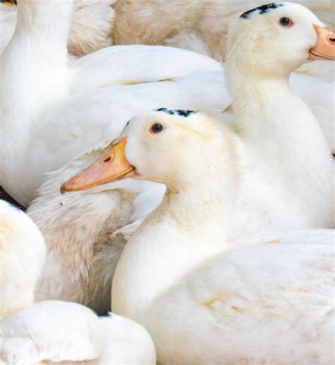 Rebanho De Gansos Dom Sticos Brancos Alimenta O Do Pato Do Rancho