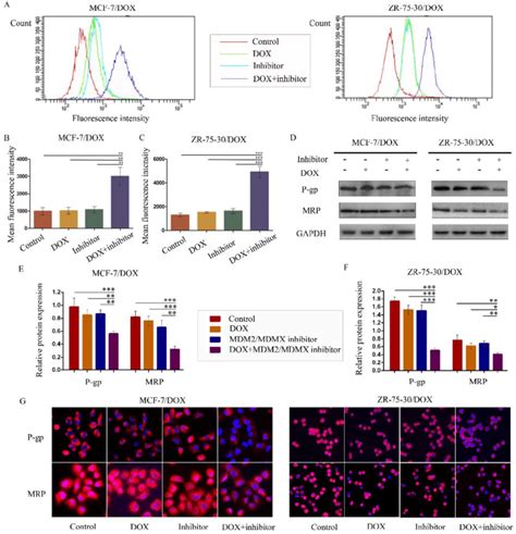 The Mdm Mdmx Inhibitor In Combination With Dox Reduces Rhodamine