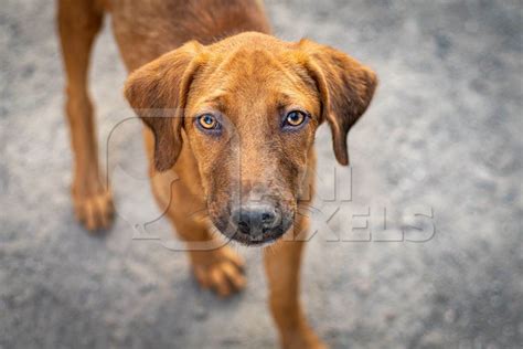 Stray Indian Street Dog Puppy Or Indian Pariah Dog Puppy On Street