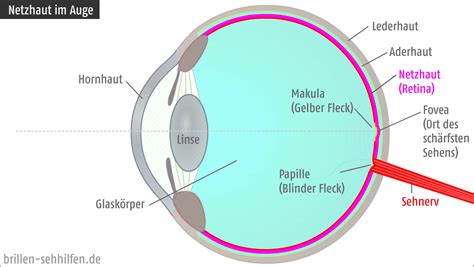 Netzhaut Des Auges Retina Aufbau Und Funktion