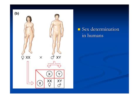 Handouts 5 Lecture Notes About Sex Determination In Humans