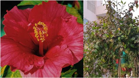 How To Care For Hibiscus Plant In Winter Winter Care Of Hibiscus