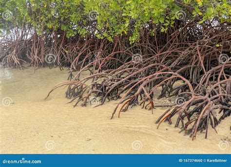 Close Up Of Magrove Trees With Branches With Green Leaves Close Up Of Mangrove Leaf Detail Of