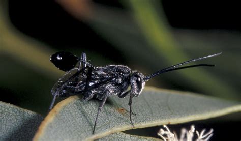 Hatchet Wasps The Australian Museum