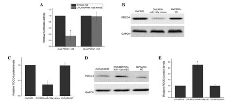 Microrna‑106a Modulates Cisplatin Sensitivity By Targeting Pdcd4 In