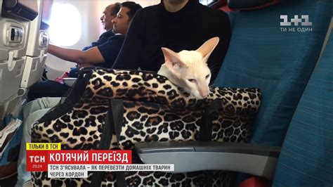 Котяча подорож: як допомогти домашнім улюбленцям пережити ...