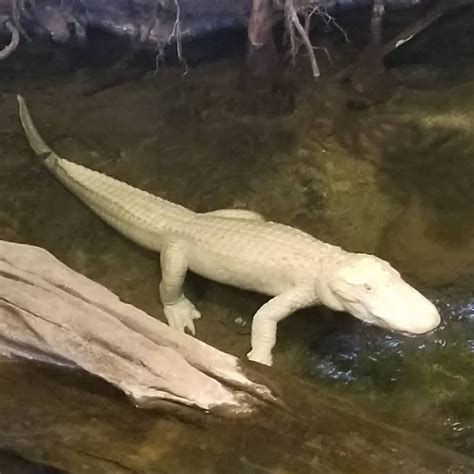 Albino Gator Youtube