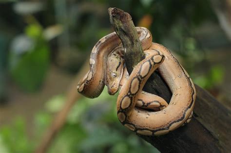 Premium Photo The Reticulated Python Is The Worlds Longest Snake