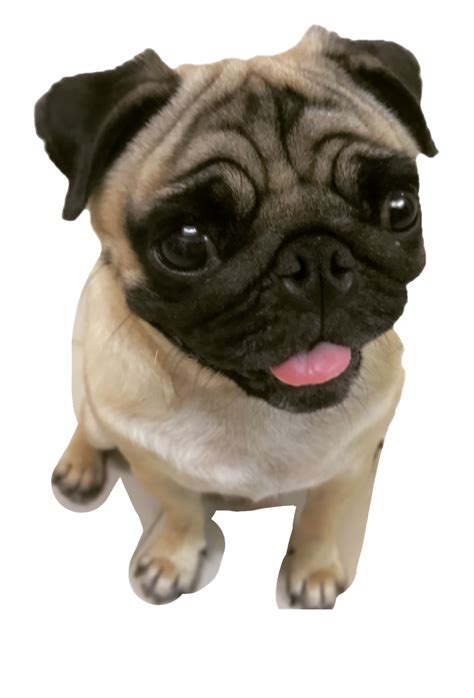 Pug Png Transparent Images Png All