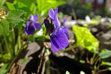 Viola Odorata Violaceae Image At Phytoimages Siu Edu